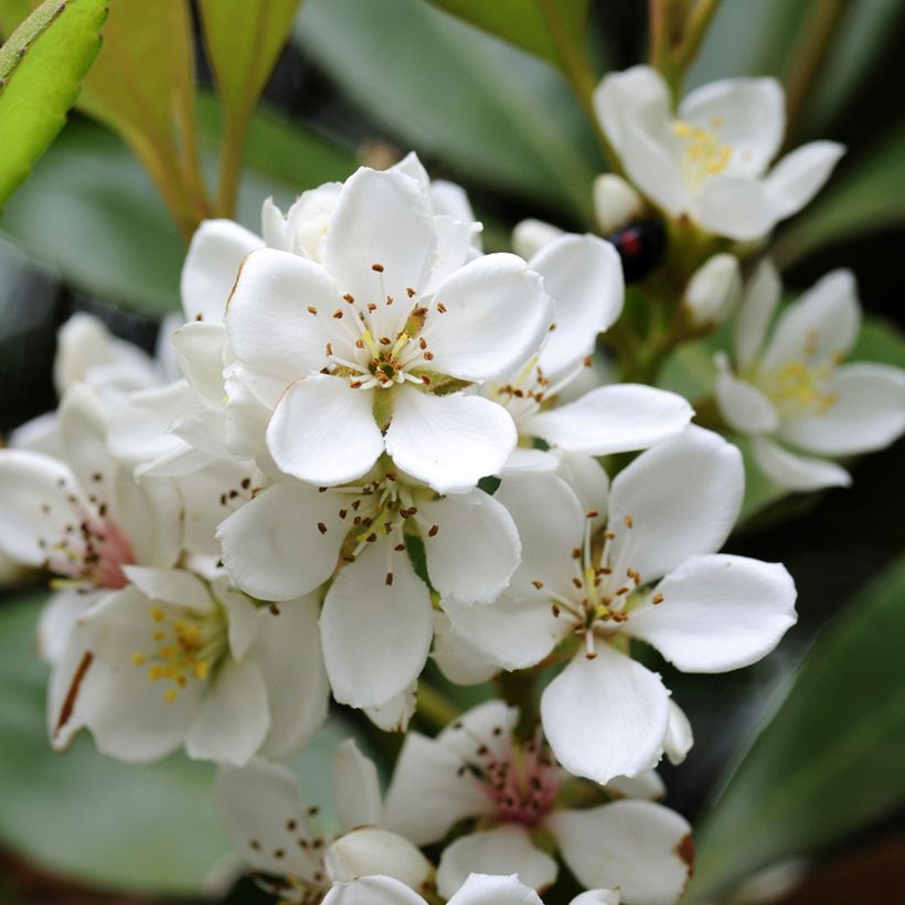 Rhaphiolepis umbellata (Floraison)