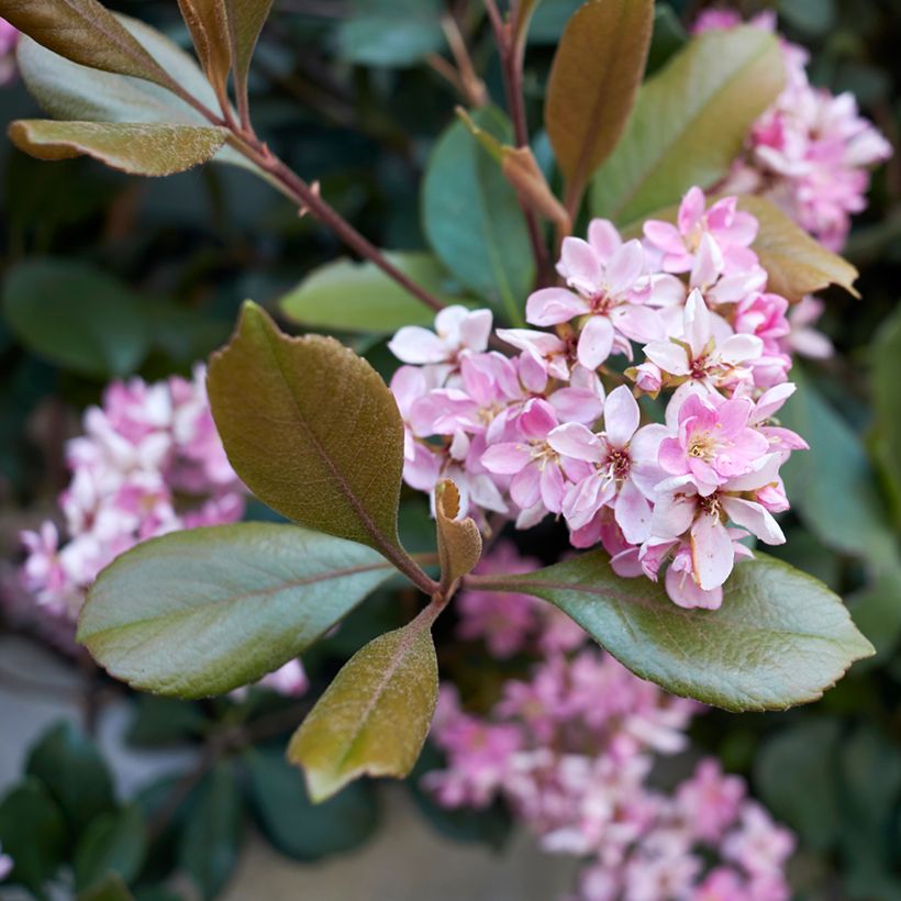 Rhaphiolepis Pink Cloud (Floraison)
