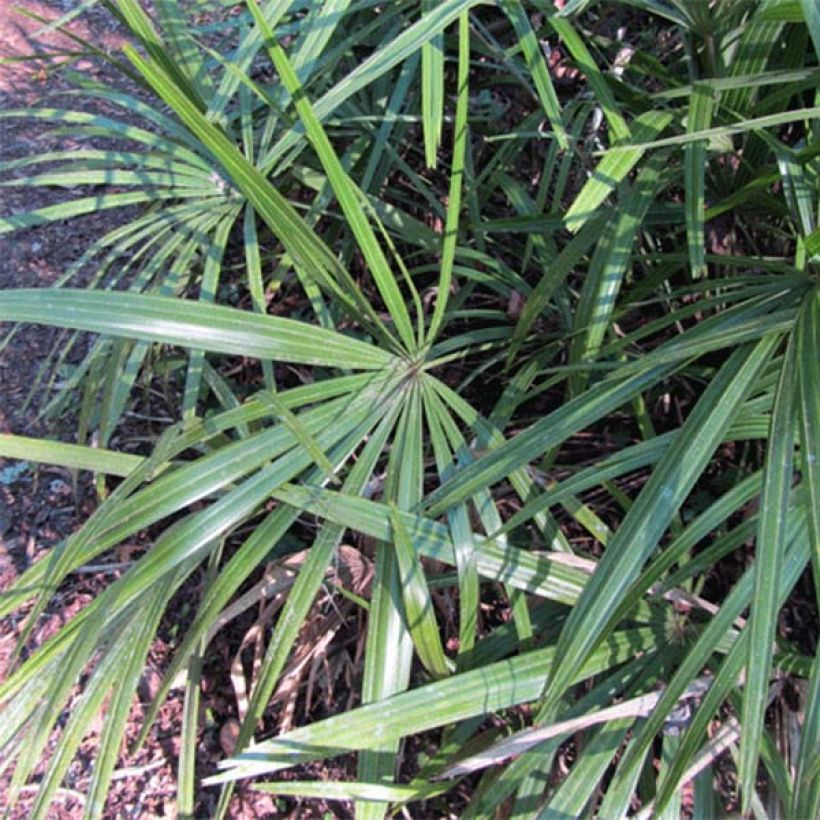 Rhapidophyllum hystrix - Palmier aiguille (Feuillage)