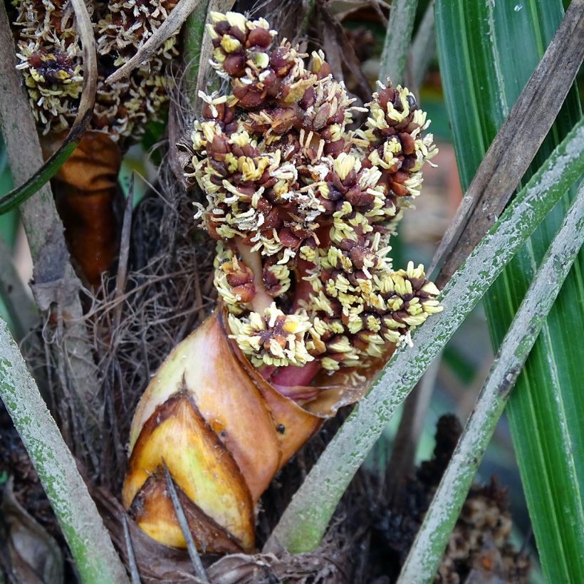 Rhapidophyllum hystrix - Palmier aiguille (Floraison)