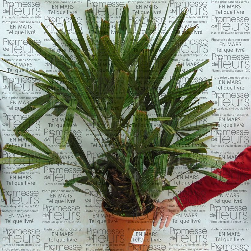 Exemple de spécimen de Rhapidophyllum hystrix - Palmier aiguille Pot de 7,5L/10L tel que livré