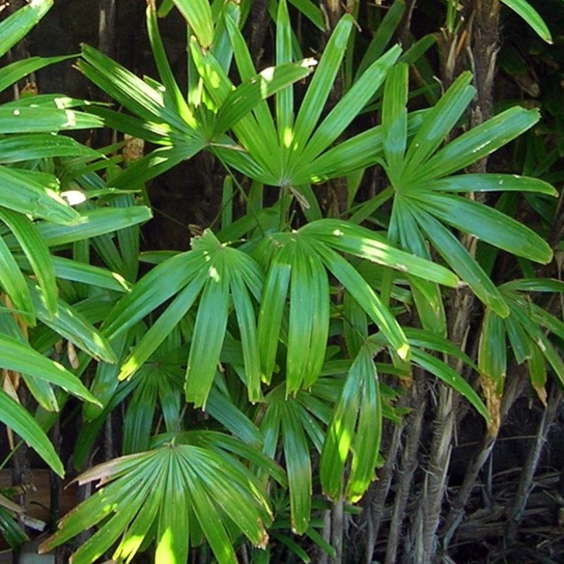 Rhapis excelsa - Palmier bambou (Feuillage)