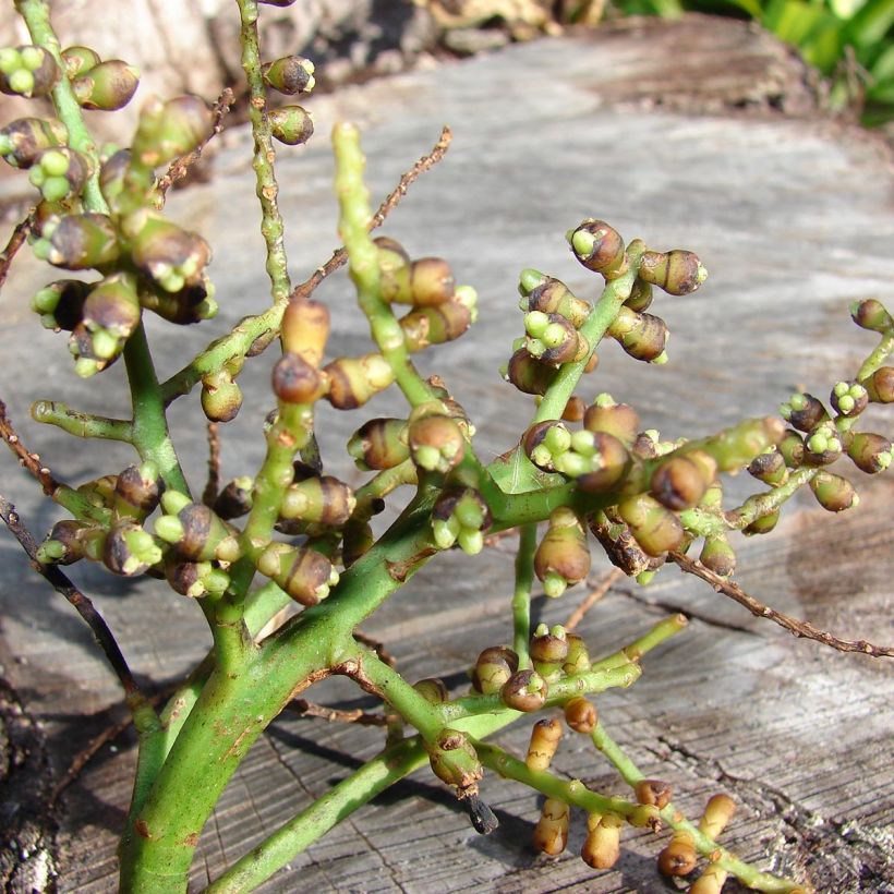 Rhapis excelsa - Palmier bambou (Récolte)