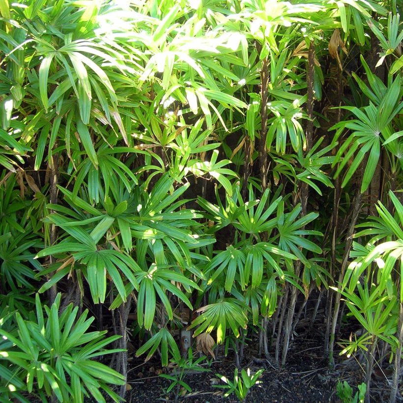 Rhapis excelsa - Palmier bambou (Port)