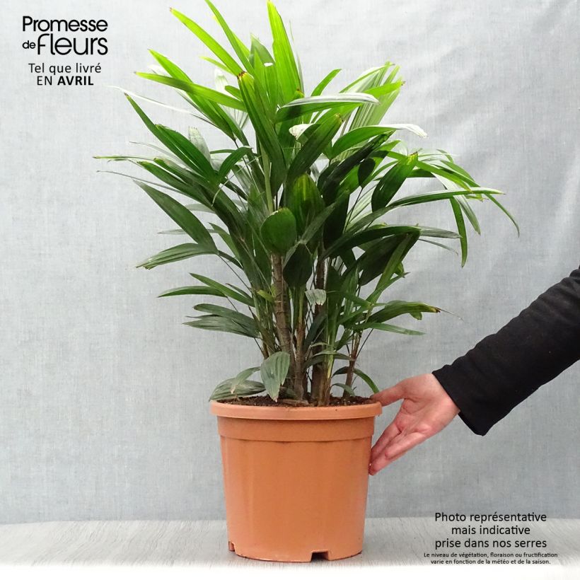 Spécimen de Rhapis excelsa - Palmier bambou Pot de 10L tel que livré au printemps