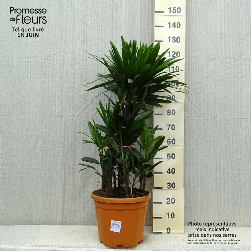 Spécimen de Rhapis excelsa - Palmier bambou Pot de 7,5L/10L tel que livré en été