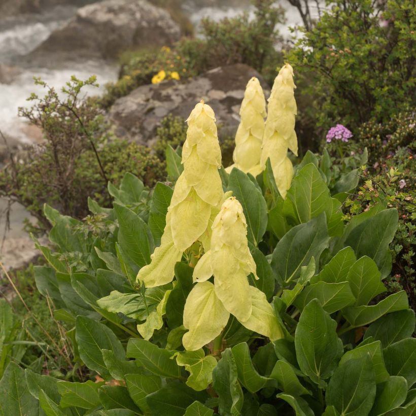 Rhubarbe décorative - Rheum alexandrae (Floraison)