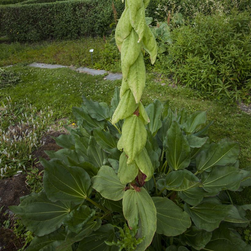 Rhubarbe décorative - Rheum alexandrae (Port)