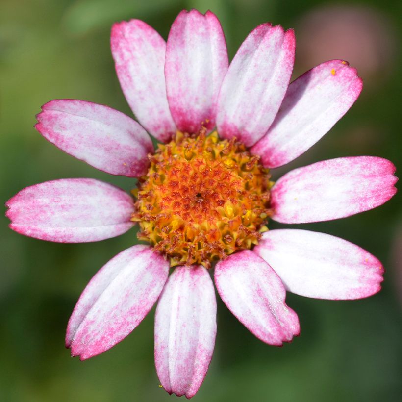 Rhodanthemum Marrakesh - Marguerite du Maroc hybride (Floraison)