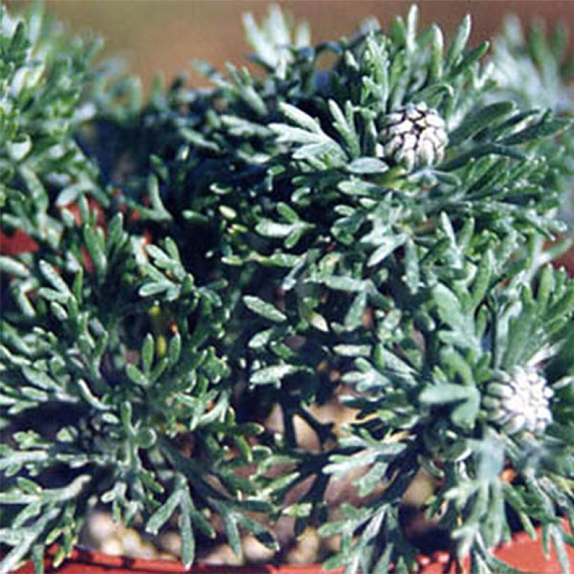 Marguerite du Maroc African Rose - Rhodanthemum hosmariense  Mini-motte (Feuillage)