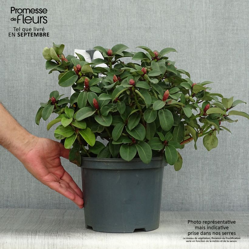 Spécimen de Rhododendron williamsianum Gartendirektor Glocker Pot de 4L/5L tel que livré en automne