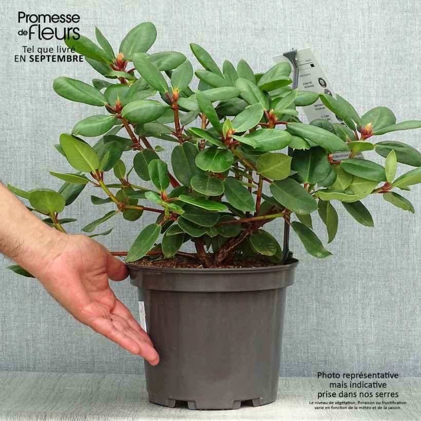 Spécimen de Rhododendron williamsianum Gartendirektor Rieger Pot de 4L/5L tel que livré en automne