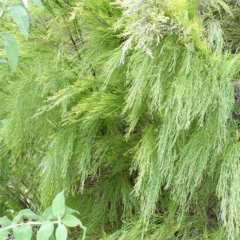 Rhodocoma capensis - Restio (Feuillage)