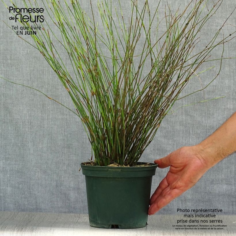 Spécimen de Rhodocoma capensis - Restio Pot de 2L/3L tel que livré en été