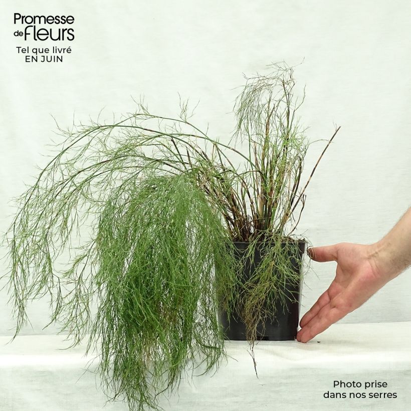 Spécimen de Rhodocoma gigantea - Restio géant Pot de 2L/3L tel que livré en été