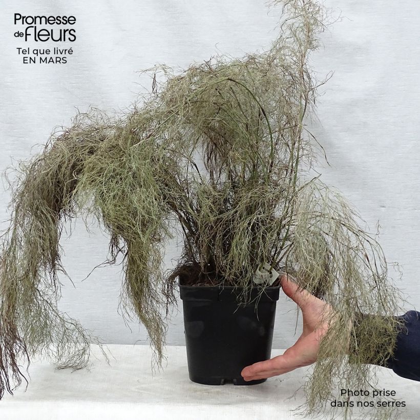 Spécimen de Rhodocoma gigantea - Restio géant Pot de 2L/3L tel que livré au printemps