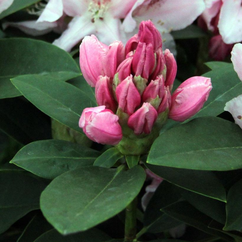 Rhododendron Albert Schweitzer - Grand Rhododendron (Feuillage)