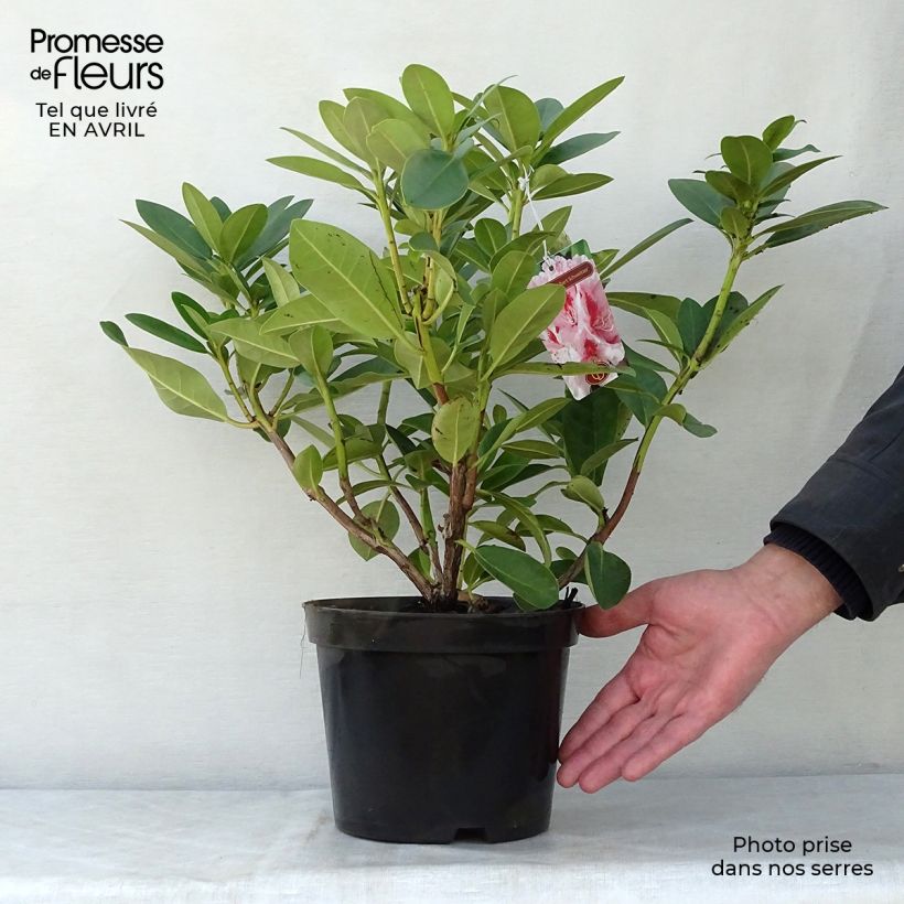 Spécimen de Rhododendron Albert Schweitzer - Grand Rhododendron Pot de 4L/5LHauteur livrée env. 40/50cm tel que livré au printemps