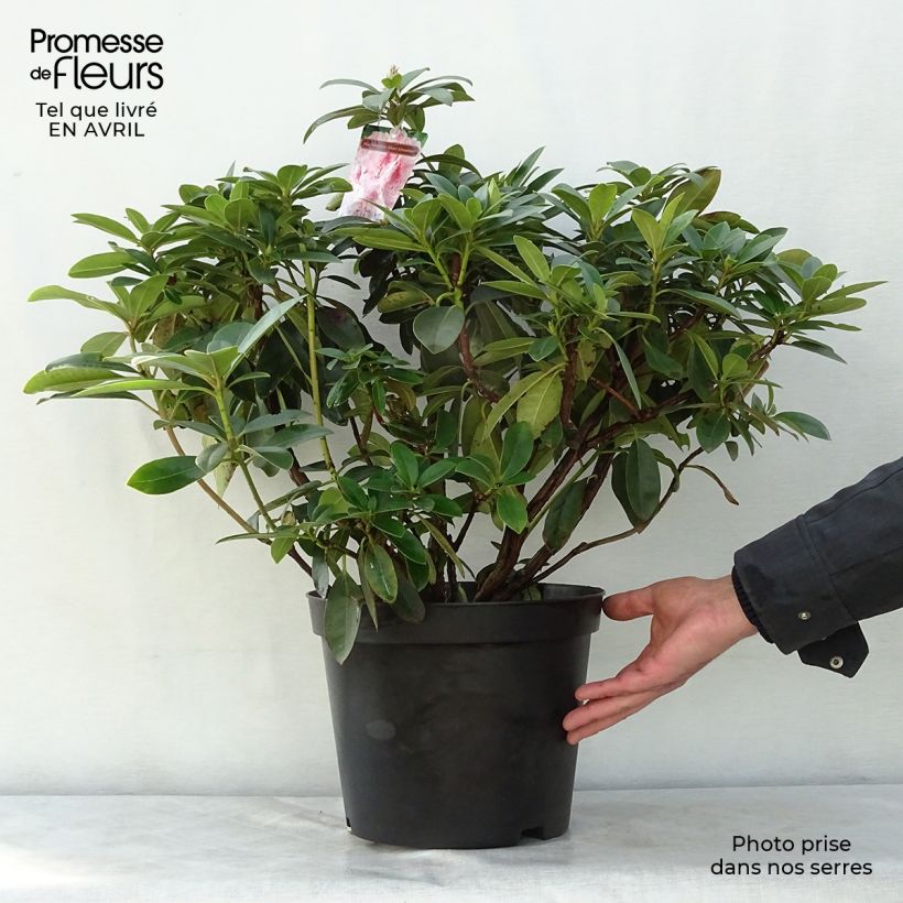 Spécimen de Rhododendron Albert Schweitzer - Grand Rhododendron Pot de 7,5L/10LHauteur livrée env. 60/80cm tel que livré au printemps