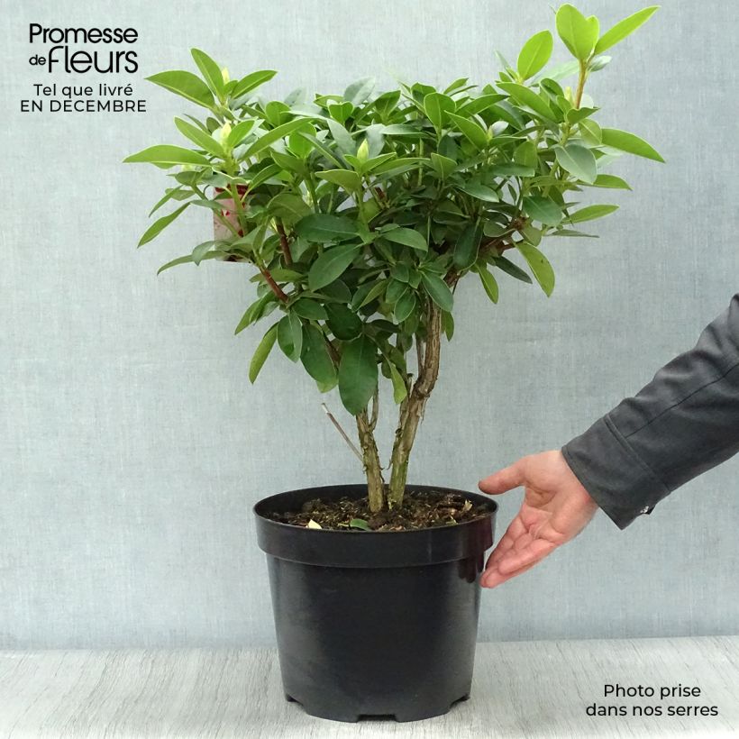 Spécimen de Rhododendron Albert Schweitzer - Grand Rhododendron Pot de 7,5L/10L tel que livré en hiver