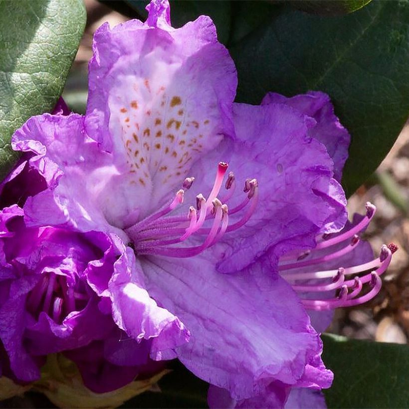 Rhododendron Alfred (Floraison)