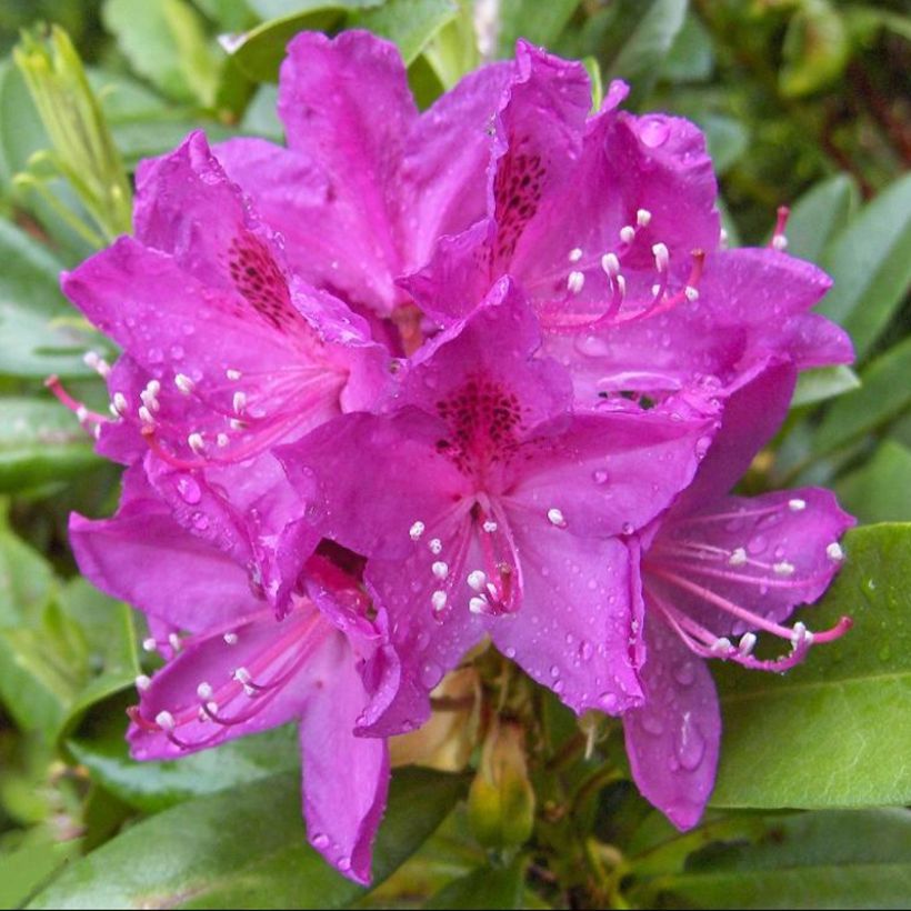 Rhododendron Anah Kruschke (Floraison)