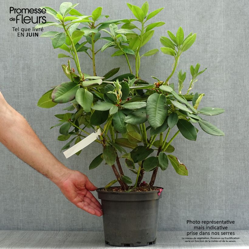 Spécimen de Rhododendron Anna Rose Whitney - Grand rhododendron Pot de 4L/5L tel que livré en été