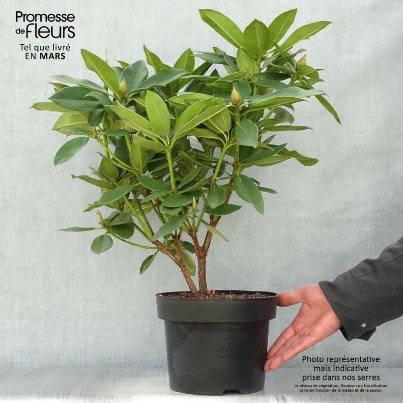 Spécimen de Rhododendron Anna Rose Whitney - Grand rhododendron Pot de 4L/5L tel que livré au printemps