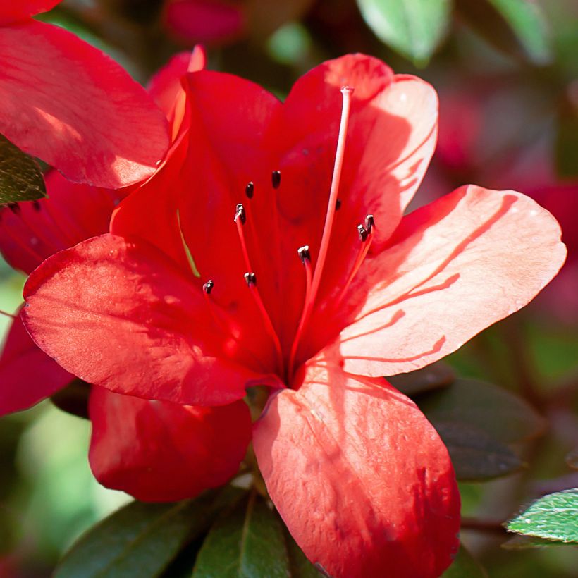 Azalée du Japon Ardeur - Rhododendron hybride (Floraison)