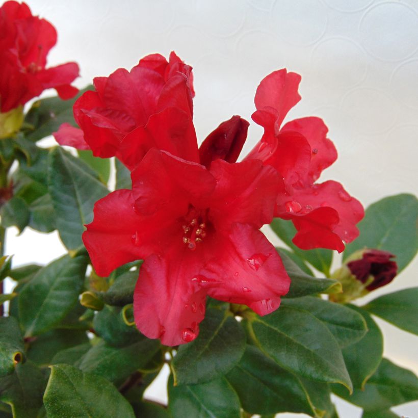 Rhododendron Baden-Baden - Rhododendron nain (Floraison)