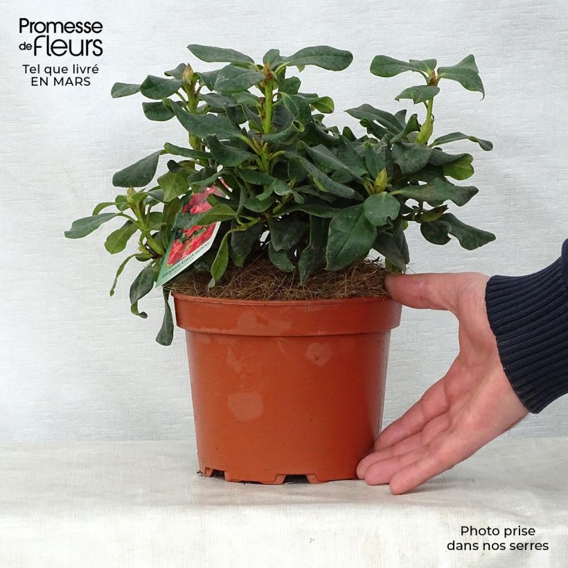 Spécimen de Rhododendron Baden-Baden - Rhododendron nain Pot de 2L/3L tel que livré au printemps