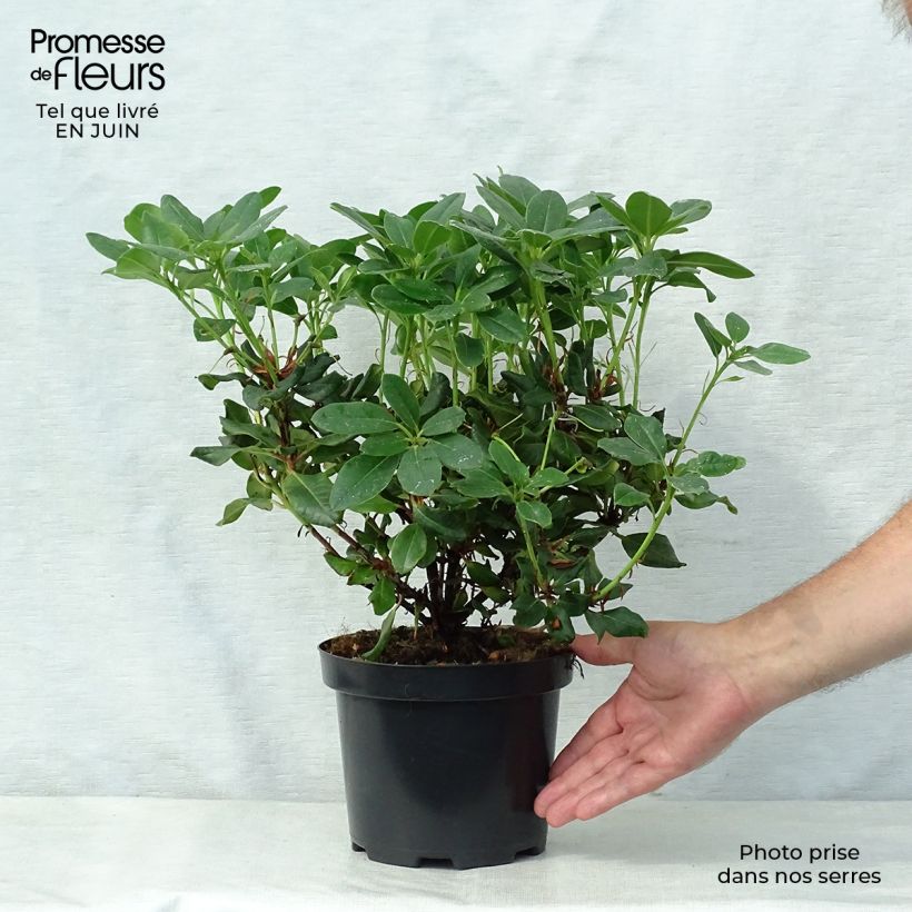 Spécimen de Rhododendron Baden-Baden - Rhododendron nain Pot de 2L/3L tel que livré en été