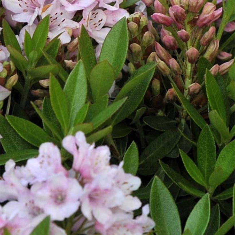 Rhododendron Bloombux (Feuillage)