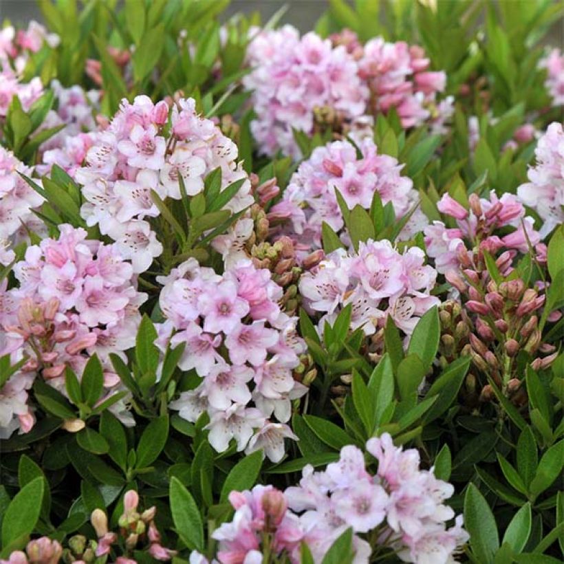 Rhododendron Bloombux (Floraison)