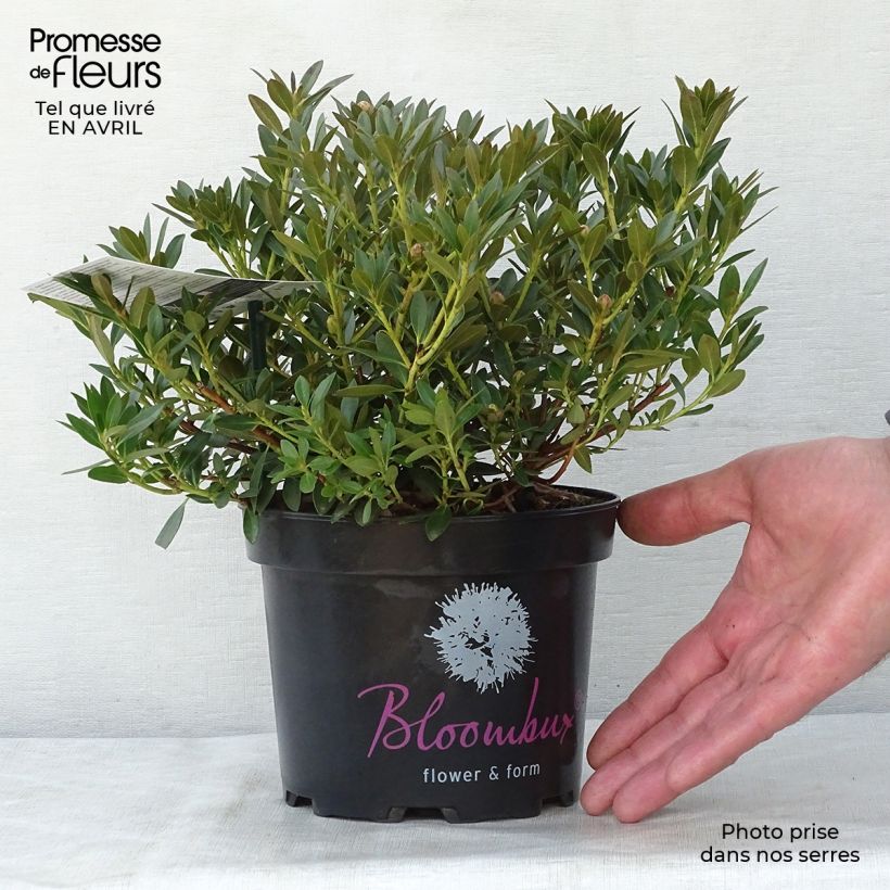 Spécimen de Rhododendron Bloombux Pot de 2L/3L tel que livré au printemps