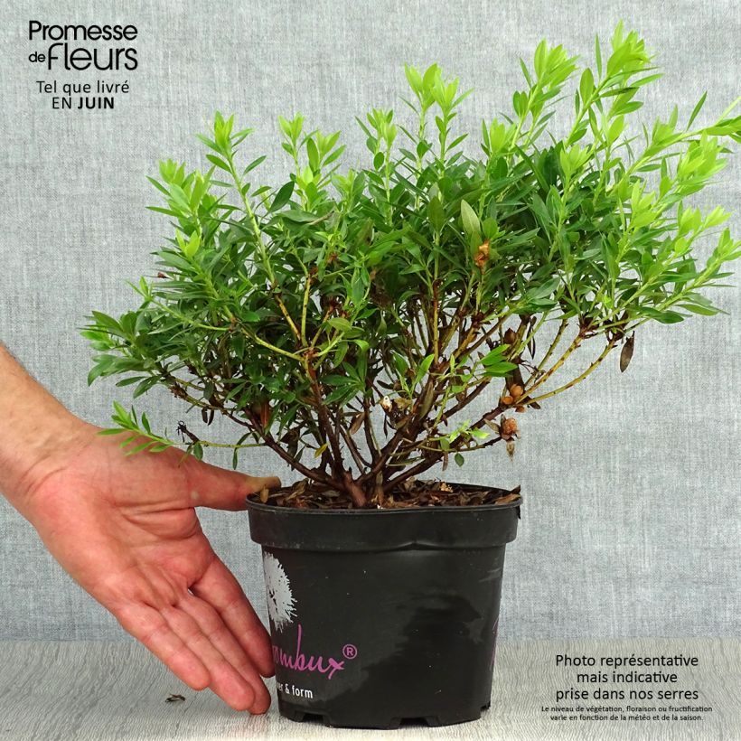 Spécimen de Rhododendron Bloombux Pot de 2L/3L tel que livré en été