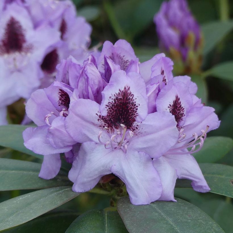 Rhododendron hybride Blue Jay (Floraison)