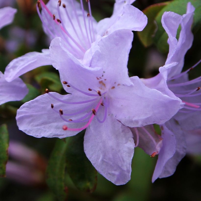 Rhododendron Blue Tit (Floraison)