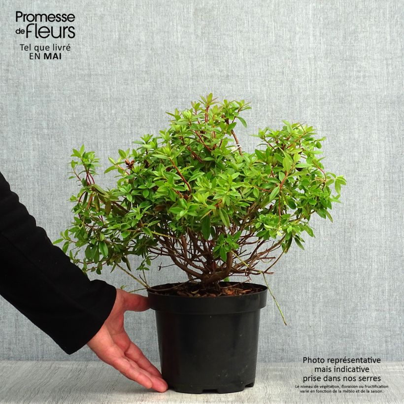 Spécimen de Rhododendron Blue Tit Pot de 2L/3L tel que livré au printemps