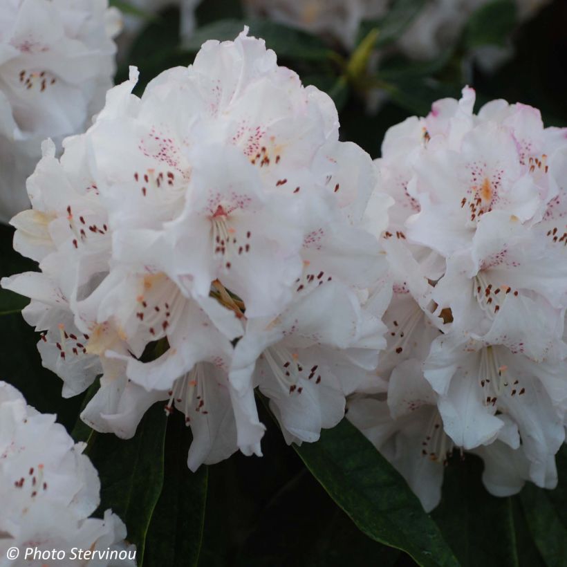Rhododendron Boddaertianum - Grand rhododendron (Floraison)