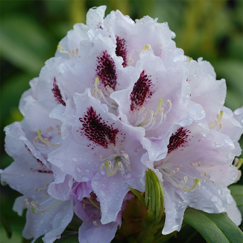 Rhododendron Calsap - Grand Rhododendron (Floraison)