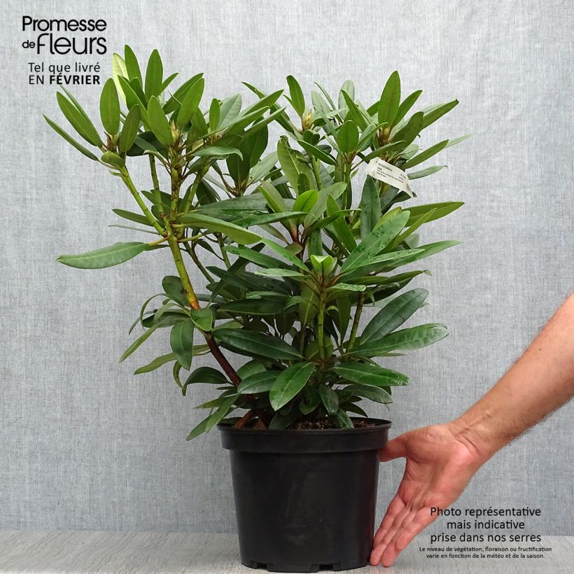 Spécimen de Rhododendron Calsap - Grand Rhododendron Pot de 4L/5L tel que livré en automne
