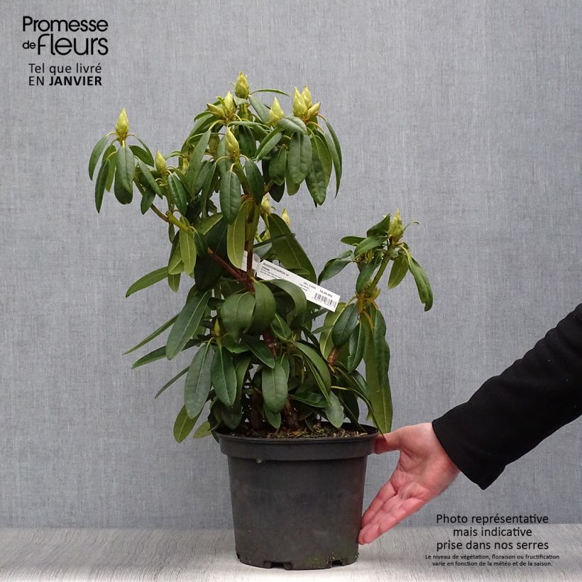 Spécimen de Rhododendron Calsap - Grand Rhododendron Pot de 4L/5L tel que livré en hiver