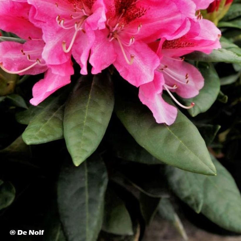 Rhododendron hybride Cosmopolitan (Feuillage)