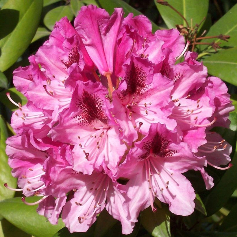 Rhododendron hybride Cosmopolitan (Floraison)