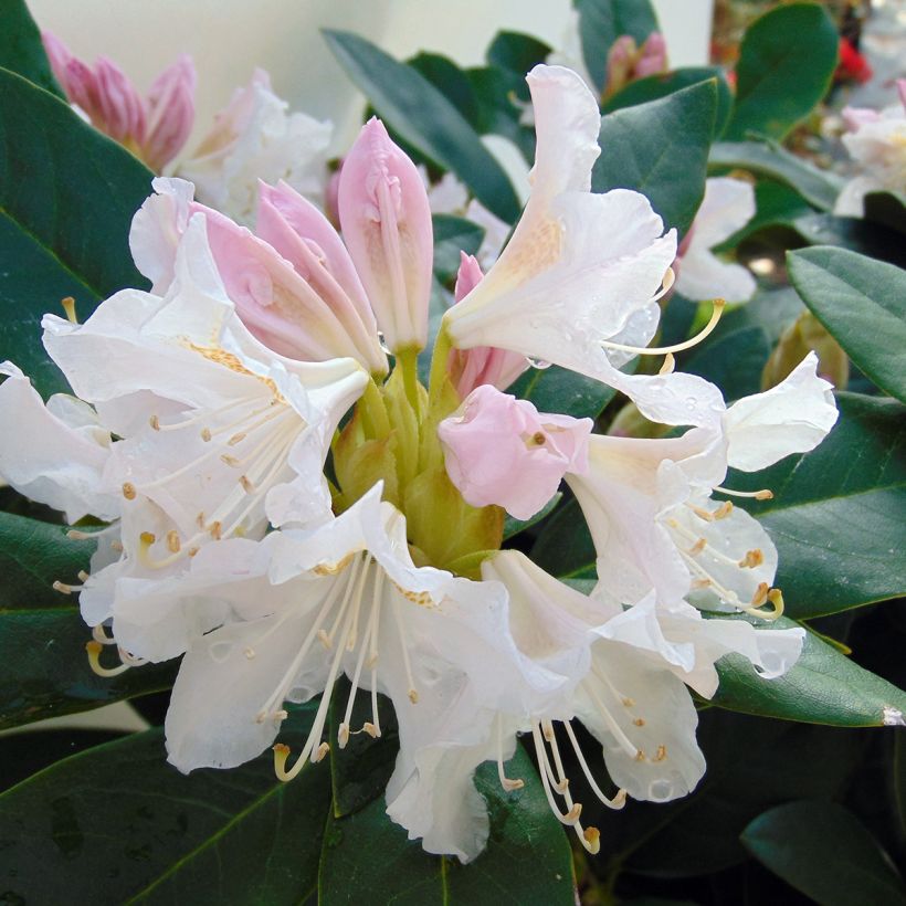 Rhododendron Cunningham's White (Floraison)