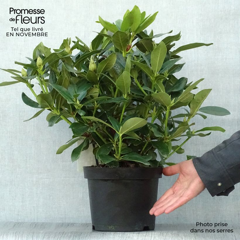Spécimen de Rhododendron Cunningham's White tel que livré en automne