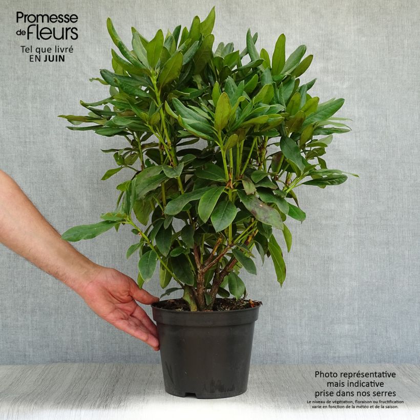 Spécimen de Rhododendron Cunningham's White Pot de 4L/5L tel que livré en été
