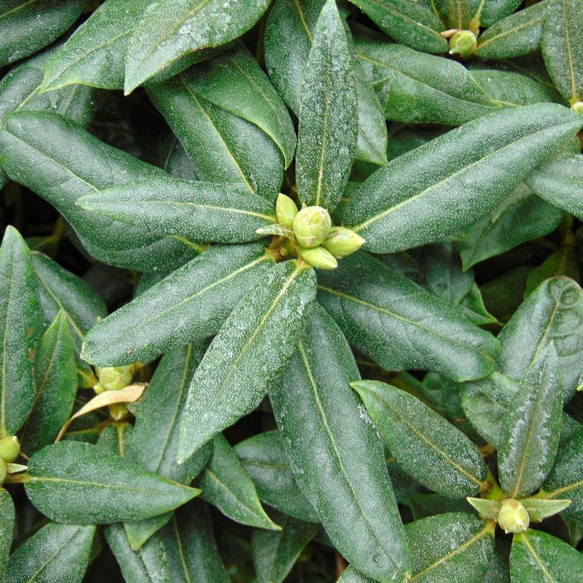 Rhododendron Dora Amateis - Rhododendron nain (Feuillage)