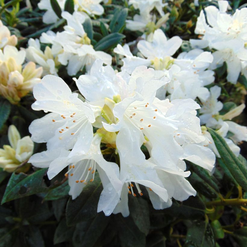 Rhododendron Dora Amateis - Rhododendron nain (Floraison)